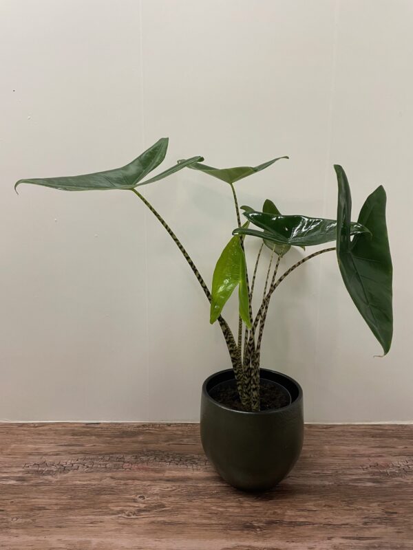 Alocasia Zebrina in pot