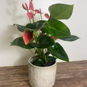 Anthurium in geglazuurde pot