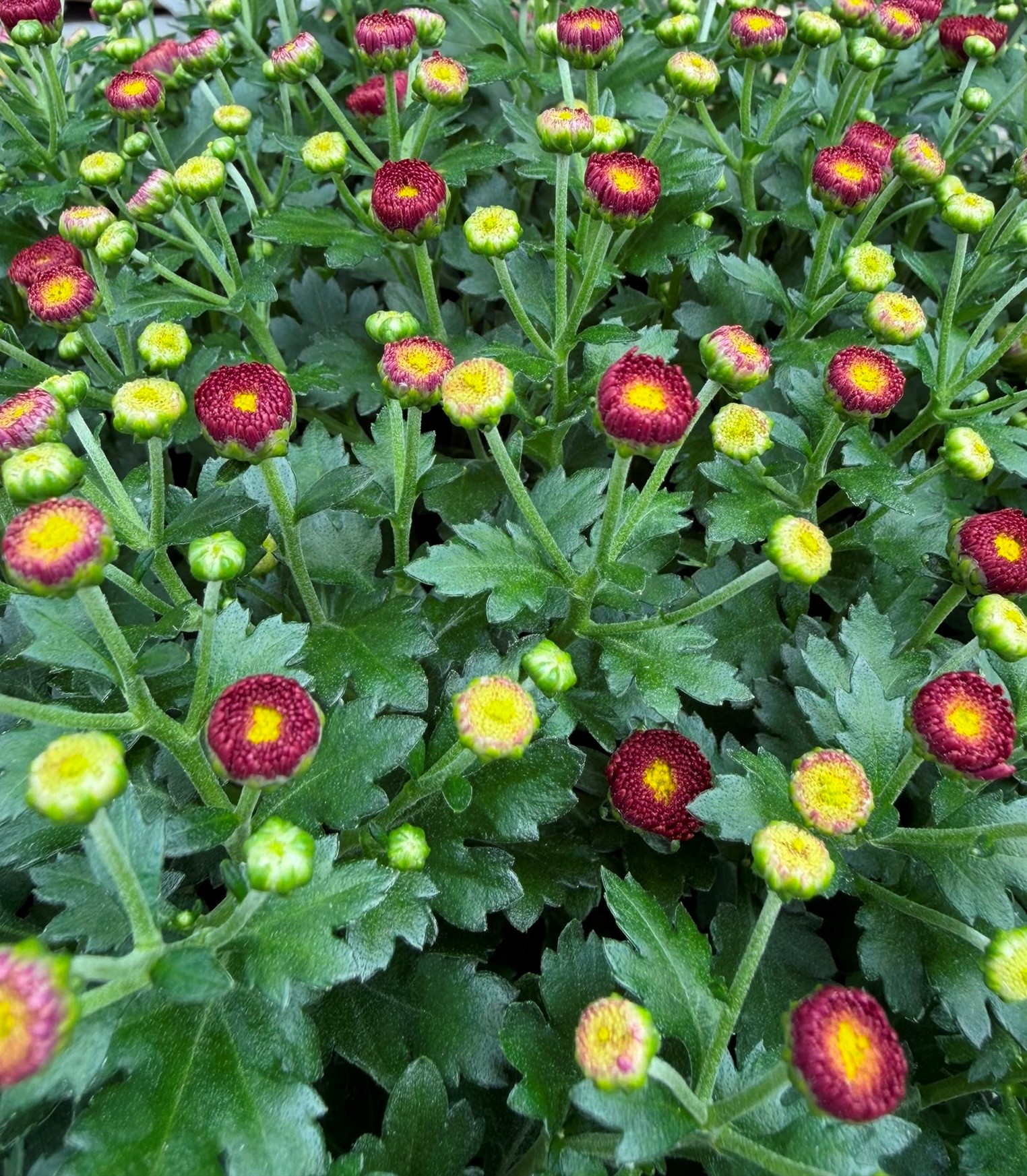 Bolchrysant in grijze terracottapot - Afbeelding 2