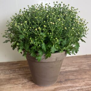 Bolchrysant in grijze terracottapot