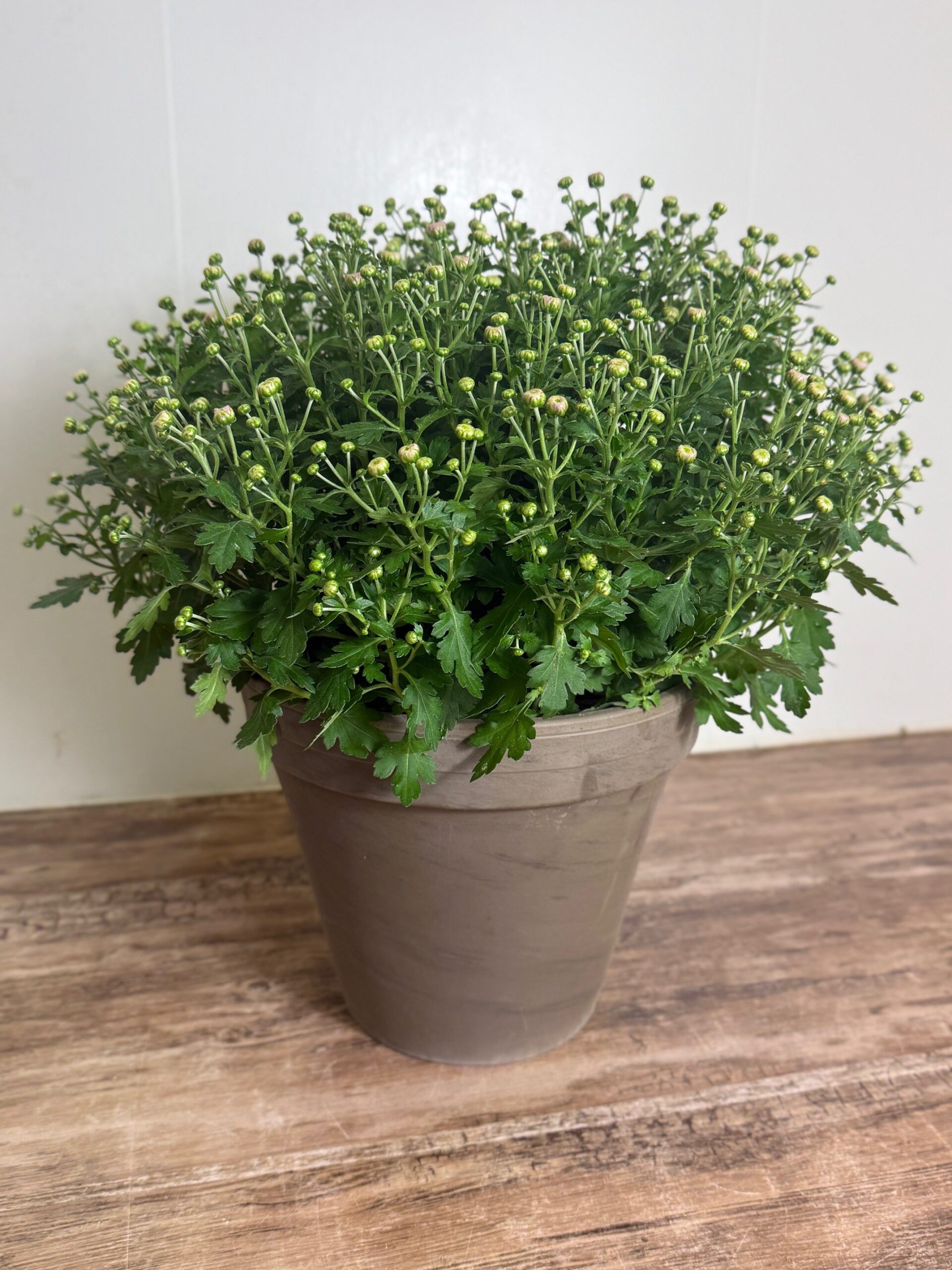 Bolchrysant in grijze terracottapot