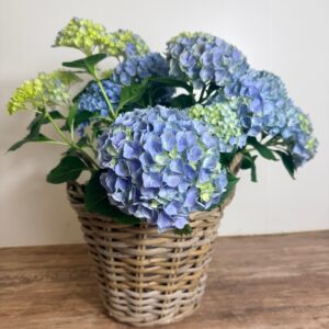Hortensia in rieten mand