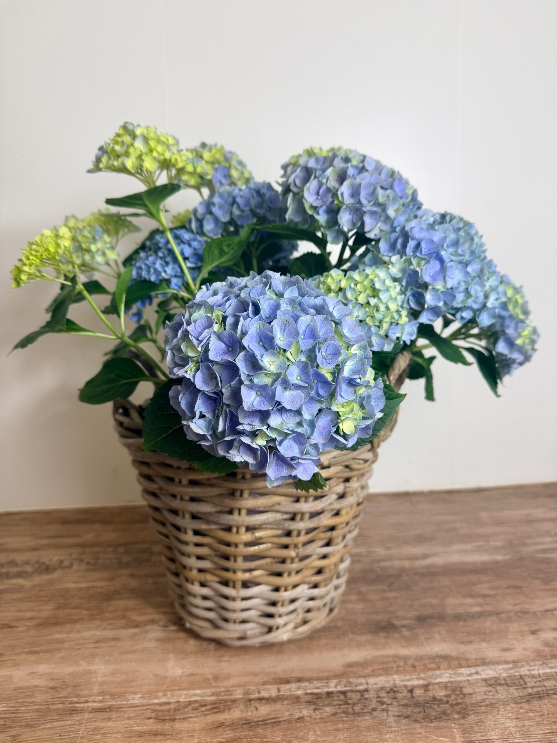 Hortensia in rieten mand