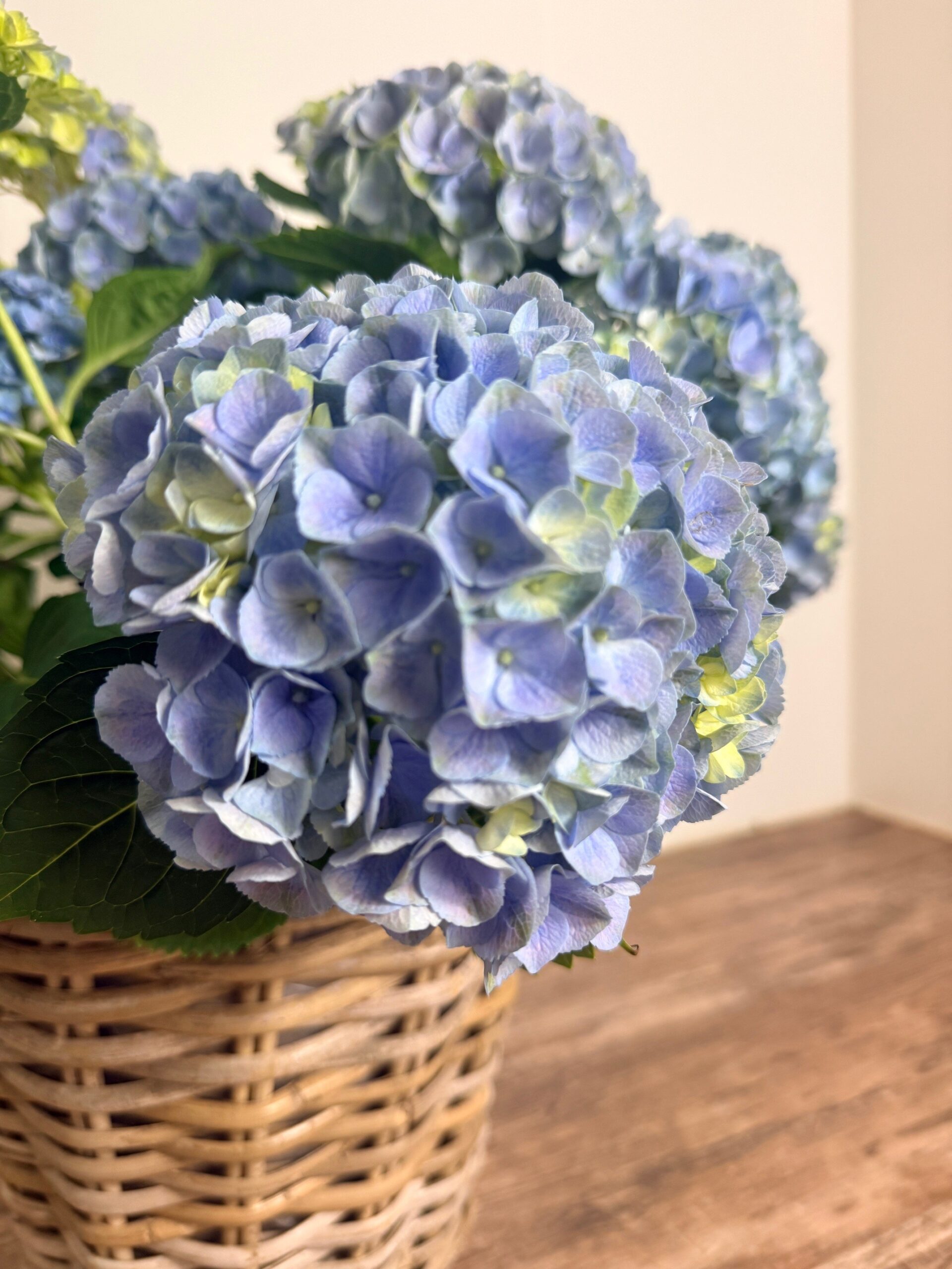 Hortensia in rieten mand - Afbeelding 2