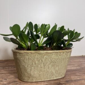 Crassula Ovata - kamerplant in pot