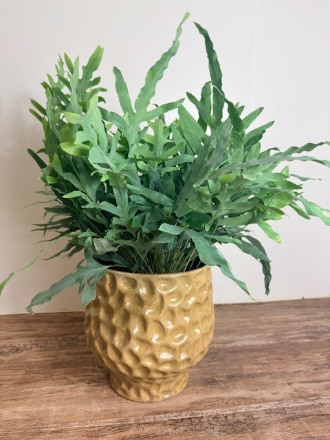 Phlebodium - Blauwvaren in sfeervolle pot